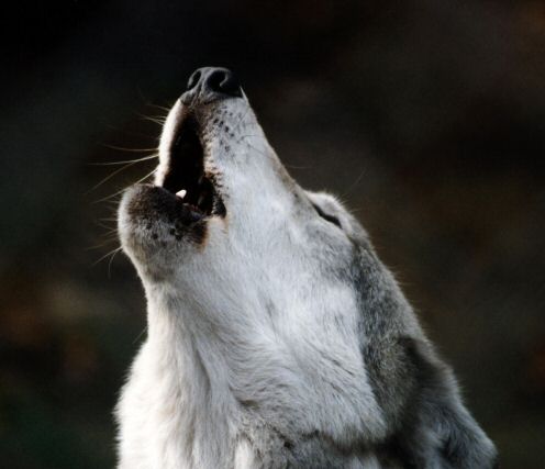 Silver Wolfe 