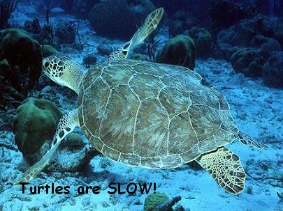 turtle 